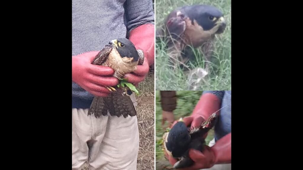 ਕਾਲੇ ਬੈਰਨ ਦਾ ਅਪਮਾਨ