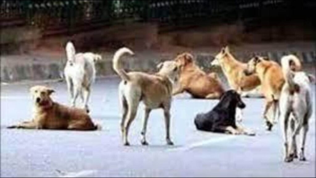 ਲੁਧਿਆਣਾ: ਪ੍ਰਸ਼ਾਸਨ ਹਸਨਪੁਰ ਵਿੱਚ ਆਵਾਰਾ ਕੁੱਤਿਆਂ ਦੀ ਨਸਬੰਦੀ ਕਰਵਾਏਗਾ