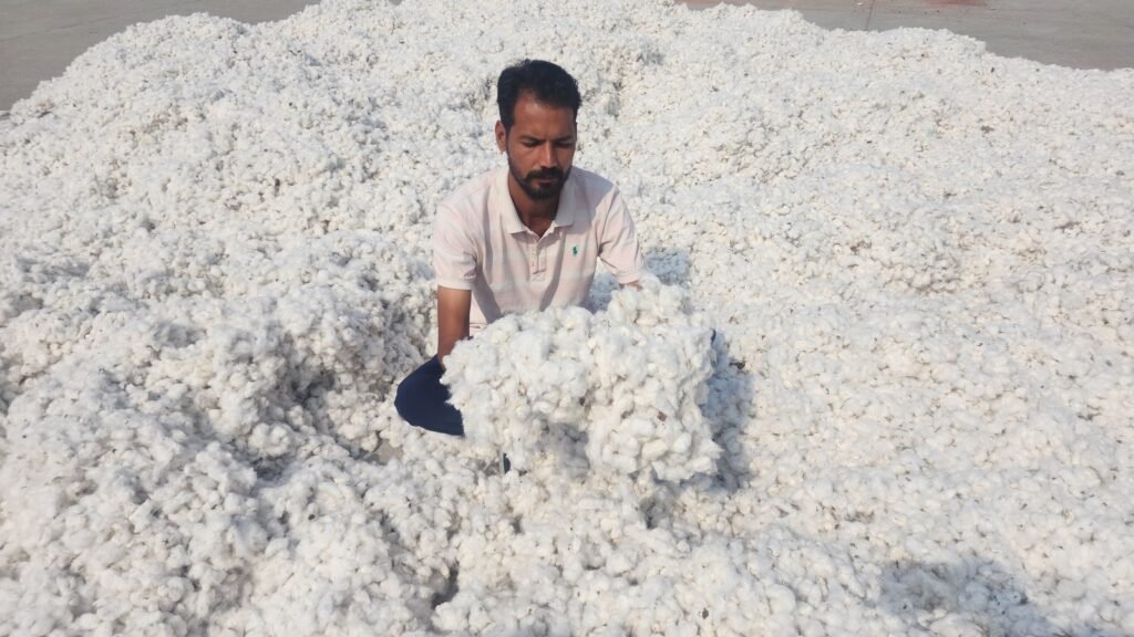 ਪੰਜਾਬ ਨੇ ਬਿਜਾਈ ਦੇ ਸੀਜ਼ਨ ਤੋਂ ਪਹਿਲਾਂ ਸੂਤੀ ਵਿਭਿੰਨਤਾ ਦੀ ਚੁਣੌਤੀ ਦਾ ਸਾਹਮਣਾ ਕੀਤਾ