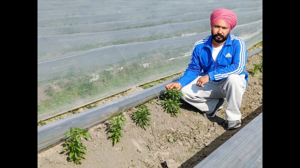 ਮਿਰਚ ਦੀ ਕਾਸ਼ਤ ਮਸਾਲੇ ਫਿਰੋਜ਼ਪੁਰ ਵਿੱਚ ਮੁਨਾਫਾ