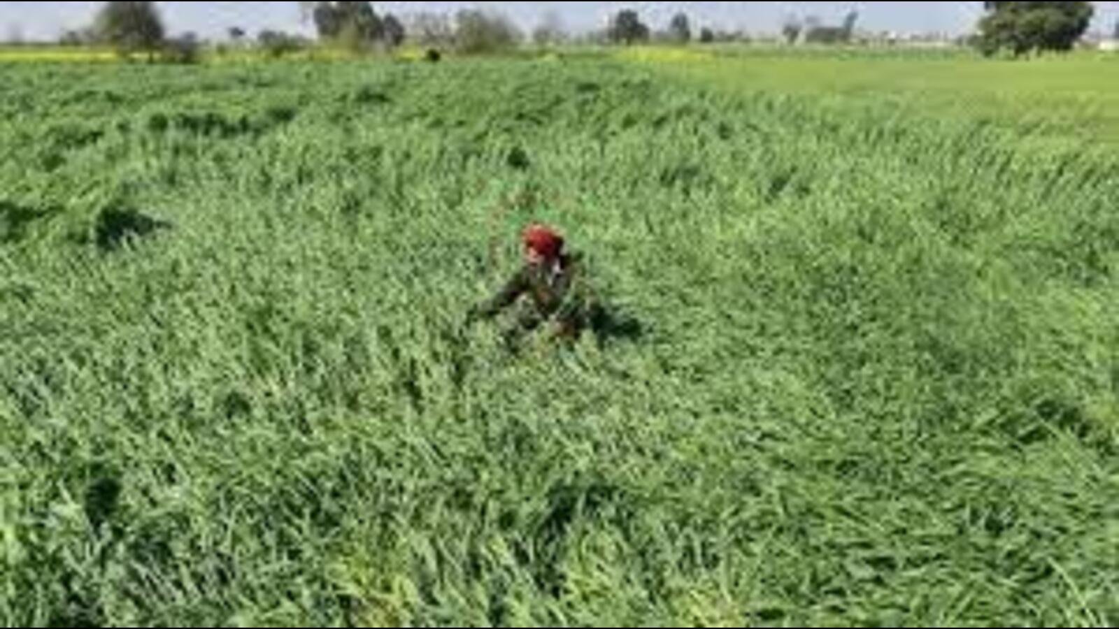ਮੀਂਹ, ਫਸਲਾਂ ਦੇ ਨੁਕਸਾਨ ਲਈ ਹੇਲਸਟੋਰਸ ਹਰਿਆਣਾ ਦੇ ਕਿਸਾਨਾਂ ਦੀ ਚਿੰਤਾ ਹੈ