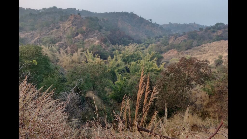 ਵਾਈਲਡਬੇਸ | ਸਮੇਂ ਦੇ ਸਮੇਂ ਦੇ ਦਰੱਖਤ