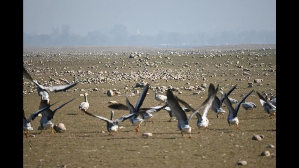 ਹੋਂਚ ਵੈੱਲਲੈਂਡ ਵਿੱਚ ਪੋਂਗ ਵੈੱਲਲੈਂਡ ਵਿਖੇ ਐਂਗਰੇਟਿਅਲ ਬਰਜ਼ ਜ਼ਮੀਨ