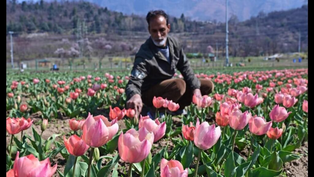 17.5 ਲੱਖ ਫੁੱਲਾਂ ਦੇ ਨਾਲ, ਕਸ਼ਮੀਰ ਦਾ ਟਿ ip ਲਿਪ ਦਾ ਮੁੱਠਾ ਖੁੱਲ੍ਹਦਾ ਹੈ