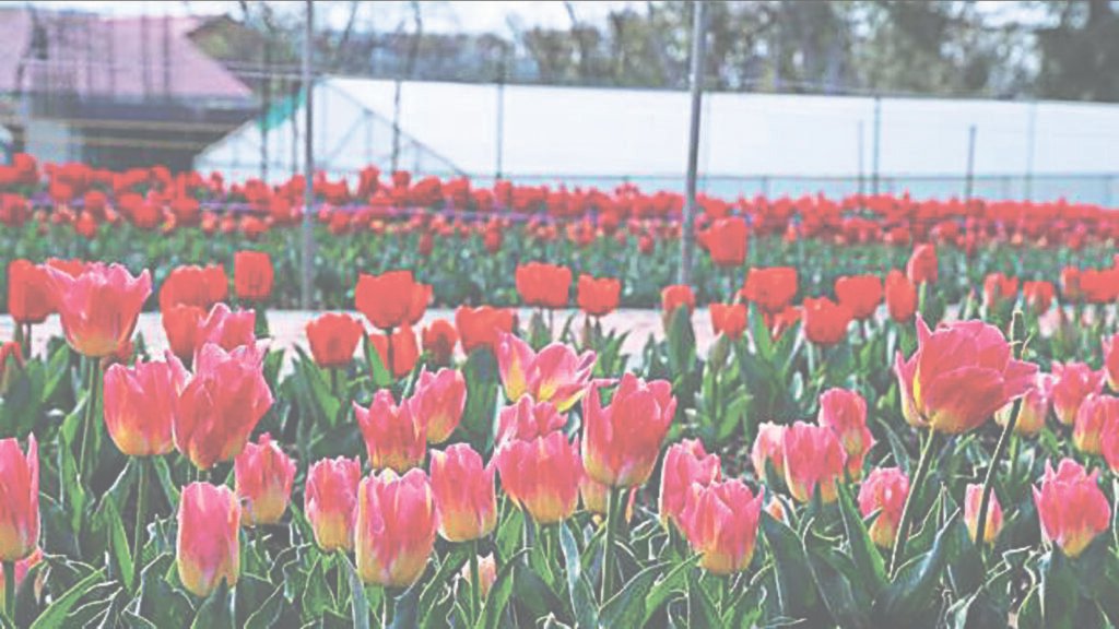 ਪੈਲਮਪੁਰ ਦੇ ਟਿ ip ਲਿਪ ਗਾਰਡਨ ਸੈਲਾਨੀਆਂ ਵਿੱਚ ਵਾਧਾ ਕਰਦਾ ਹੈ