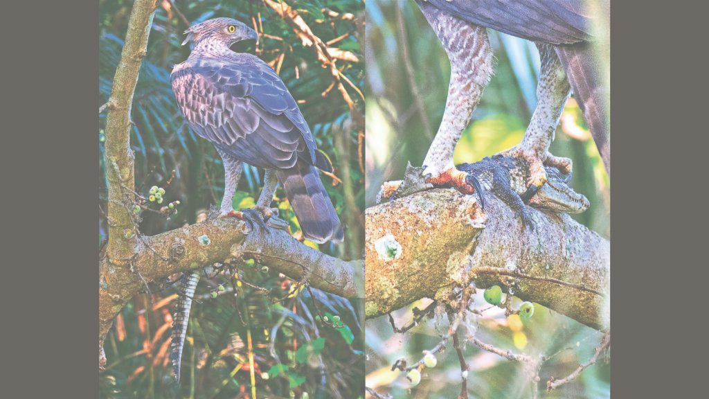 ਵਾਈਲਡਬਜ਼ | ਬਾਜ਼ ਜਿਸਨੇ ਕਰੌਕਸ ਦੀ ਹਿੰਮਤ ਕੀਤੀ