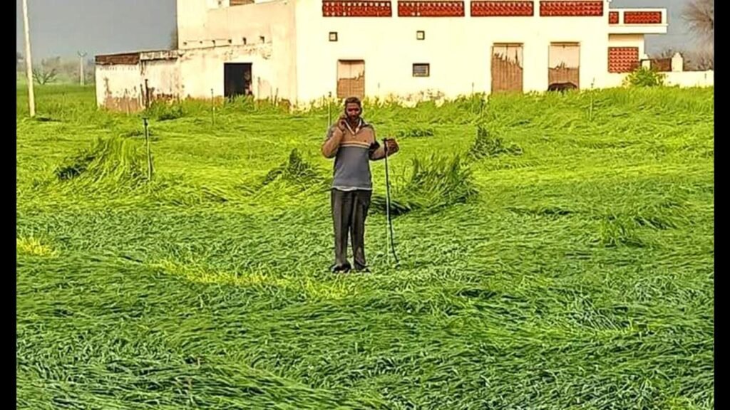 ਹਰਿਆਣੇ ਵਿੱਚ, ਹਰਿਆਣੇ ਵਿੱਚ, ਨੁਕਸਾਨ ਦੀਆਂ ਫਸਲਾਂ ਨੂੰ ਮੀਂਹ; ਕਿਸਾਨ ਮੁਆਵਜ਼ੇ ਦੀ ਮੰਗ ਕਰਦਾ ਹੈ