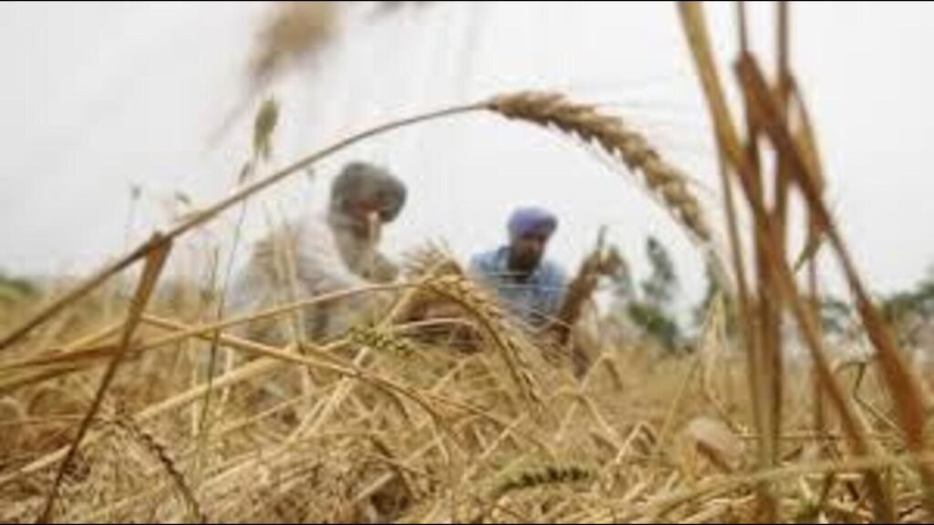 ਪੰਜਾਬ: ਅਕਾਲੀ ਦ੍ਰਿੜ ਕਣਕ ਦੀ ਫਸਲ ਨੂੰ ਨੁਕਸਾਨ ਲਈ ਗਿਰਦਾਵਰੀ ਦੀ ਮੰਗ