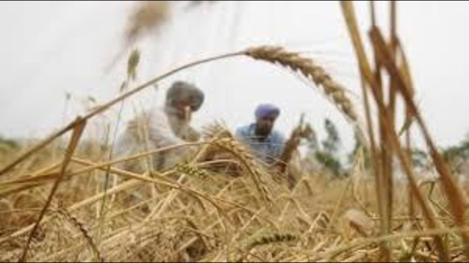 ਪੰਜਾਬ: ਅਕਾਲੀ ਦ੍ਰਿੜ ਕਣਕ ਦੀ ਫਸਲ ਨੂੰ ਨੁਕਸਾਨ ਲਈ ਗਿਰਦਾਵਰੀ ਦੀ ਮੰਗ