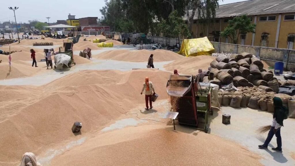 ਪੰਜਾਬ: ਸੰਗਰੂਰ ਵਿੱਚ ਪ੍ਰਾਈਵੇਟ ਵਪਾਰੀ ਇਸ ਸੀਜ਼ਨ ਵਿੱਚ ਕਣਕ ਦੀ ਖਰੀਦ ਉੱਤੇ ਪ੍ਰਾਈਵੇਟ ਵਪਾਰੀ ਹਨ