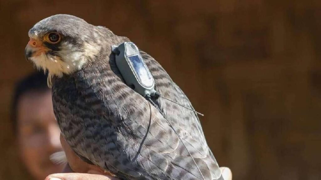 ਰੇਡੀਓ-ਟੈਗਡ ਅਮੂਰ ਫਾਲਕਨ ਅਫਰੀਕਾ ਤੋਂ ਸਾਈਬੀਅਰਜ਼ ਨੂੰ ਇੱਕ ਇੰਡੀਆ ਸਟਾਪੋਵਰ ਤੋਂ 22,000 ਕਿਲੋਮੀਟਰ ਵਾਪਸੀ ਦੀ ਯਾਤਰਾ