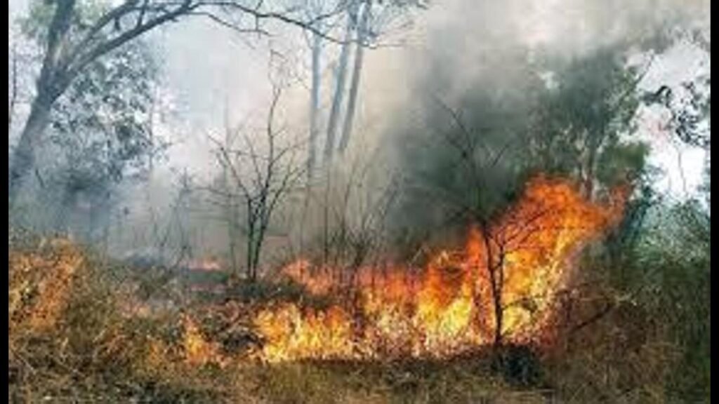 ਹਿਮਾਚਲ ਨੇ ਇਸ ਸੀਜ਼ਨ ਨੂੰ ਘੱਟ ਤੋਂ ਘੱਟ ਬਾਰਸ਼ ਦੀ ਅੱਗ ਨੂੰ ਘੱਟ ਰੱਖਿਆ, ਚੀਫ਼ ਕੰਜ਼ਰਵੇਟਰ ਨੇ ਕਿਹਾ