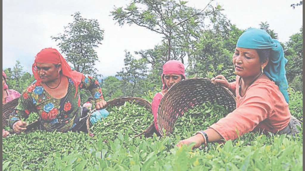 ਕਾਂਗੜਾ ਚਾਹ ਲਈ ਡਰਾਈ ਸਰਚ