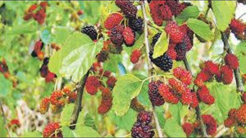 ਜੀਵਨ ਦਾ ਮਸਾਲ | ਬੱਚੇ ਦੀ ਖੇਡ: ਚੜਾਈ ਦੇ ਰੁੱਖਾਂ ਦੇ ਭੁੱਲ ਗਏ ਫਲ