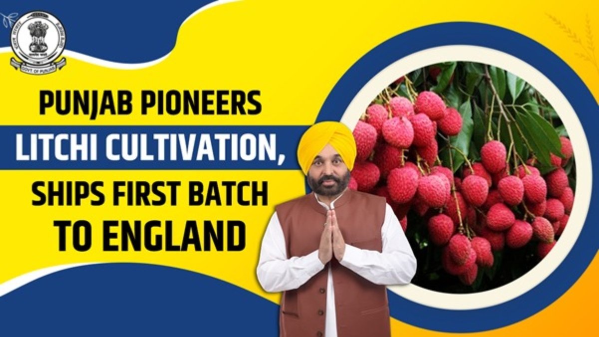 ਲਕੀਰ ਦੀ ਕਾਸ਼ਤ, ਸਮੁੰਦਰੀ ਜਹਾਜ਼ਾਂ ਨੇ ਇੰਗਲੈਂਡ ਨੂੰ ਪਹਿਲਾ ਬੈਚ ਭੇਜਿਆ