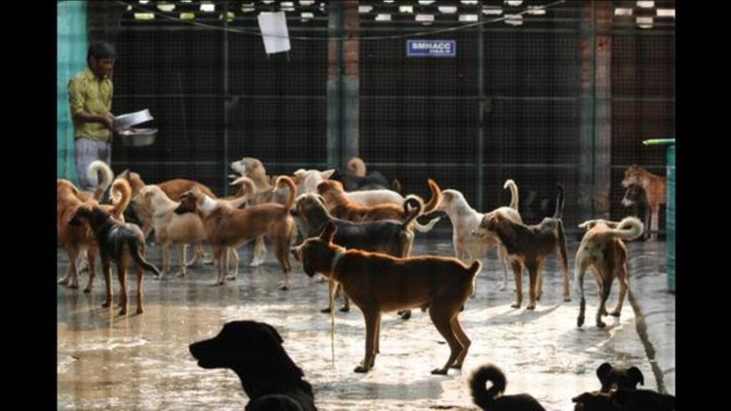 ਲੁਧਿਆਣਾ: ਐਮ ਪੀ ਅਰੋੜਾ ਦਾ ਕਹਿਣਾ ਹੈ ਕਿ ਅੱਜ ਸ਼ੁਰੂ ਕਰਨ ਲਈ ਕੁੱਤੇ ਦੇ ਅਸਥਾਨ ਲਈ ਕੰਮ ਕਰੋ