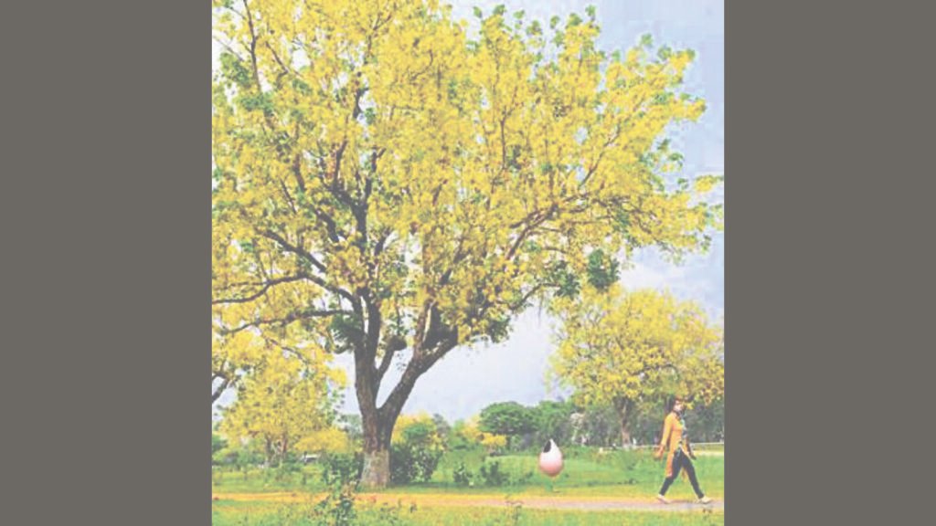 WititeTiy | ਇੱਕ ਮਿਡਸਮਰ ਅਨੰਦ ਦਾ ਸੁਪਨਾ