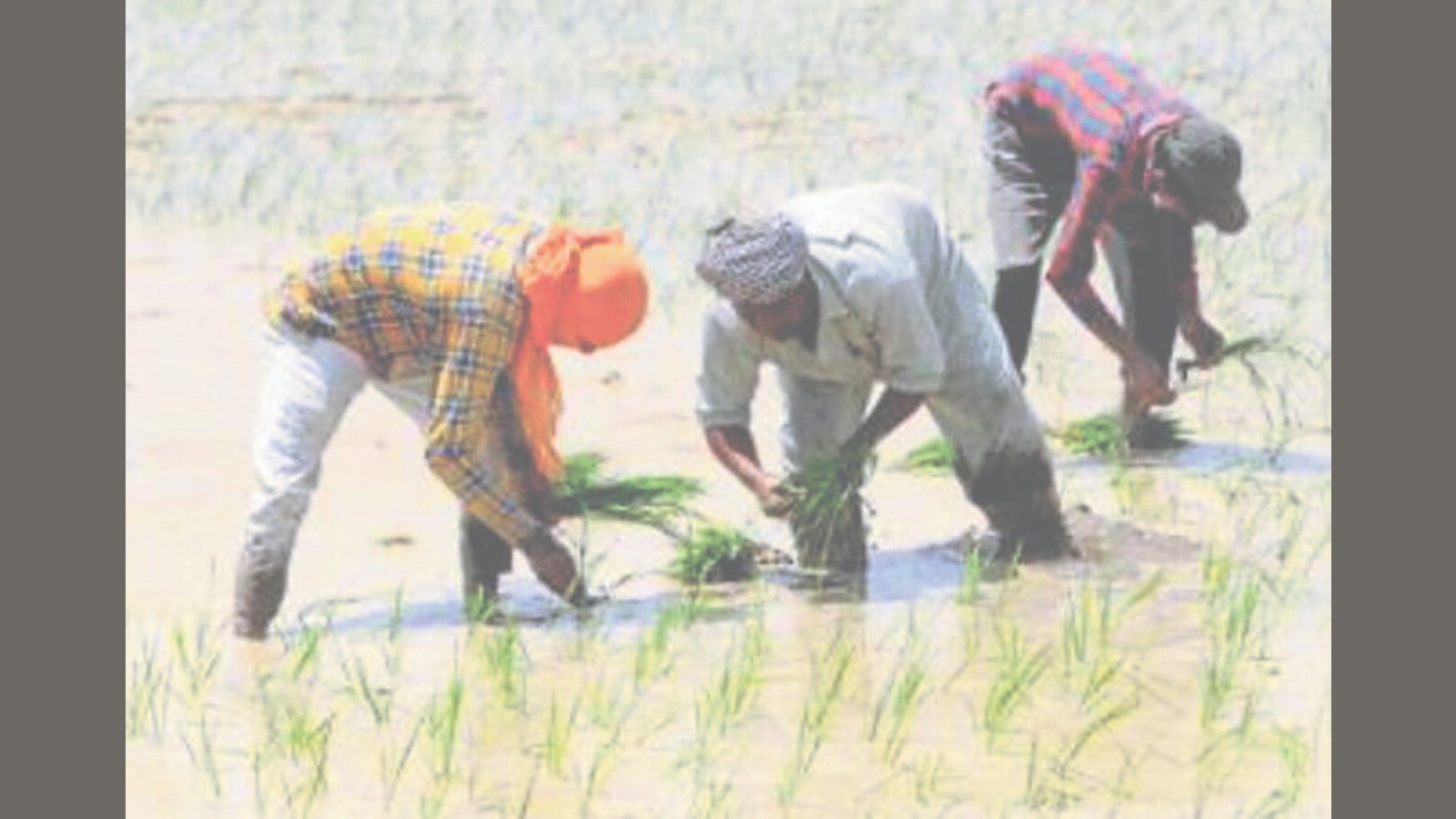 ਝੋਨੇ ਦੀ ਬਿਜਾਈ ਪੰਜਾਬ ਦੇ ਮਾਲਵਾ ਪੱਟੀ ਦੇ ਪੰਜ ਜ਼ਿਲ੍ਹਿਆਂ ਵਿੱਚ ਬੰਦ ਹੋਈ