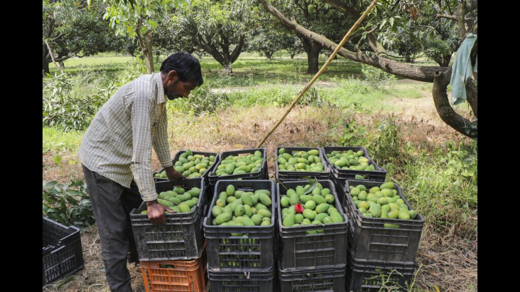 ਹਿਮਾਚਲ: ਕਨਾਗ੍ਰਾ ਮਨੁੱਖਾਂ ਨੇ ਉਗਾਉਣ ਵਾਲਿਆਂ ਨੂੰ ਰਸਦਾਰ ਰਿਟਰਨ ਦੇਣ ਲਈ ਤਿਆਰ ਕੀਤੀ
