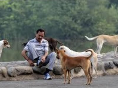 SC ਦੇ ਹੁਕਮਾਂ ਤੋਂ ਬਾਅਦ, ਚੰਡੀਗੜ੍ਹ MC ਨੇ ਆਵਾਰਾ ਕੁੱਤਿਆਂ ਦੇ ਪ੍ਰਬੰਧਨ, ਭਲਾਈ ਲਈ ਕਦਮ ਚੁੱਕੇ ਹਨ