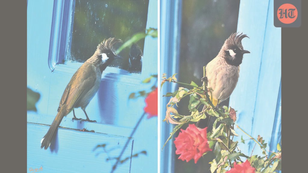 Wildbuzz | ਸ਼ੀਸ਼ੇ ਵਿੱਚ ਇੱਕ ਅਜਨਬੀ