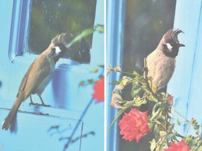 Wildbuzz | ਸ਼ੀਸ਼ੇ ਵਿੱਚ ਇੱਕ ਅਜਨਬੀ