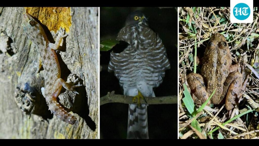 Wildbuzz | ਹਨੇਰੇ ਨੂੰ ਇੱਕ ਪਿਆਰ ਪੱਤਰ