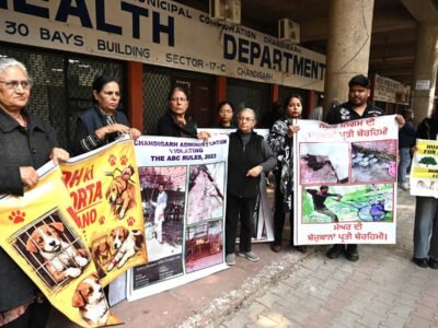 ਕਾਰਕੁਨਾਂ ਨੇ ਚੰਡੀਗੜ੍ਹ ਐਮਸੀ ਦੀ "ਘੋਰ ਗੈਰਕਾਨੂੰਨੀ", ਭਾਈਚਾਰੇ ਦੇ ਕੁੱਤਿਆਂ ਪ੍ਰਤੀ ਬੇਰਹਿਮੀ ਲਈ ਨਿੰਦਾ ਕੀਤੀ