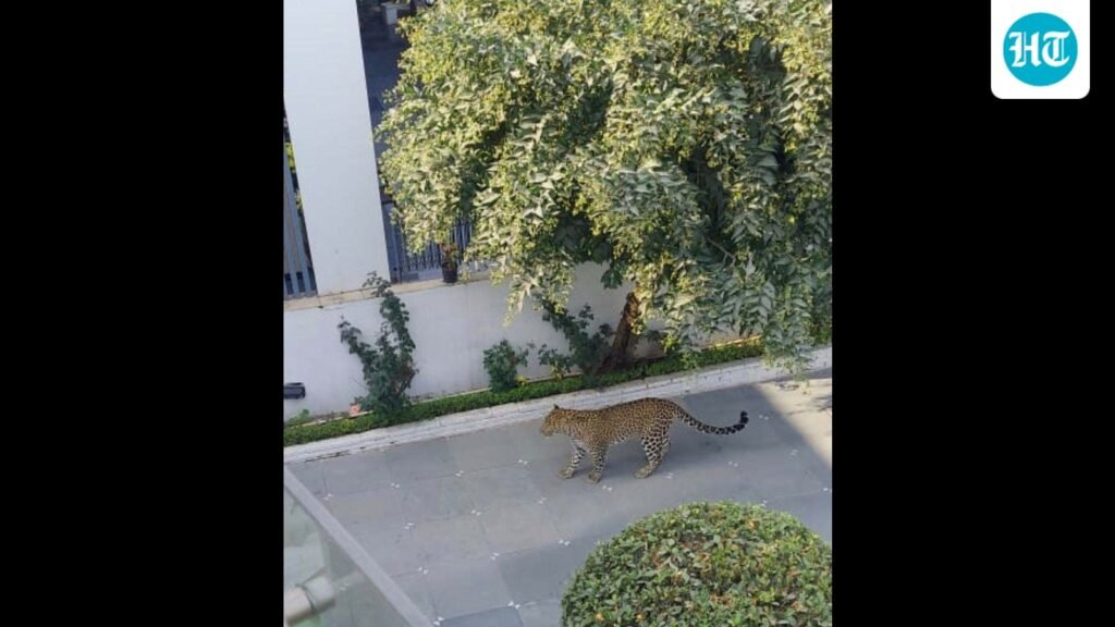 ਪੰਚਕੂਲਾ ਦੇ ਪੌਸ਼ ਘਰ ‘ਚ ਚੀਤਾ ਦਾਖਲ, ਇਕ ਹਫਤੇ ‘ਚ ਦੂਜੀ ਵਾਰ ਦੇਖਿਆ ਗਿਆ