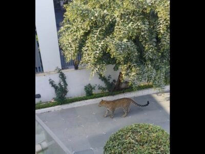 ਪੰਚਕੂਲਾ ਦੇ ਪੌਸ਼ ਘਰ 'ਚ ਚੀਤਾ ਦਾਖਲ, ਇਕ ਹਫਤੇ 'ਚ ਦੂਜੀ ਵਾਰ ਦੇਖਿਆ ਗਿਆ