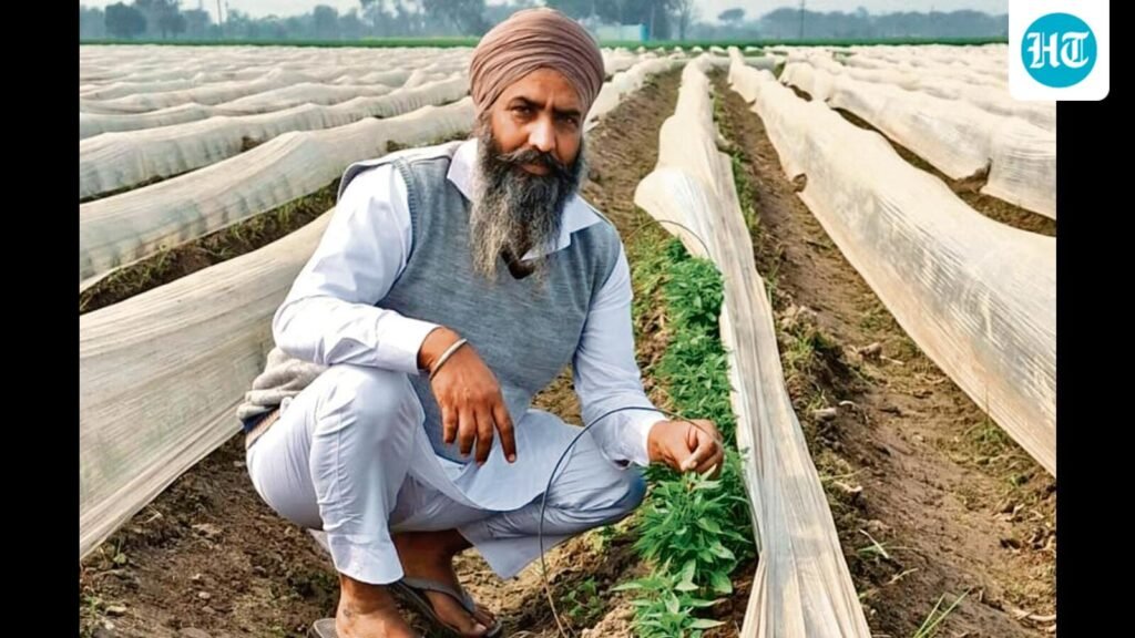 ਪੰਜਾਬ: ਫਿਰੋਜ਼ਪੁਰ ਦੇ ਕਿਸਾਨਾਂ ਨੇ ਮੁਨਾਫਾ ਕਮਾਉਣ ਲਈ ਮਿਰਚਾਂ ‘ਤੇ ਵੱਡੀ ਸੱਟਾ ਲਗਾ ਦਿੱਤੀਆਂ ਹਨ