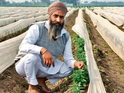 ਪੰਜਾਬ: ਫਿਰੋਜ਼ਪੁਰ ਦੇ ਕਿਸਾਨਾਂ ਨੇ ਮੁਨਾਫਾ ਕਮਾਉਣ ਲਈ ਮਿਰਚਾਂ 'ਤੇ ਵੱਡੀ ਸੱਟਾ ਲਗਾ ਦਿੱਤੀਆਂ ਹਨ