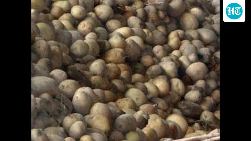 ਲੁਧਿਆਣਾ: ਧੁੰਦ ਦੇ ਮੌਸਮ ਨੇ ਆਲੂਆਂ ਨੂੰ ਦੇਰ ਨਾਲ ਝੁਲਸ ਰੋਗ ਦਾ ਖ਼ਤਰਾ ਵਧਾ ਦਿੱਤਾ ਹੈ