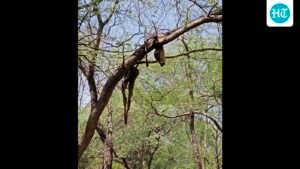 ਵਾਈਲਡਬਜ਼: ਇੱਕ ਰੁੱਖ ਵਿੱਚ ਇੱਕ ਮੇਜ਼ ਦੀ ਕਹਾਣੀ