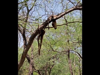 ਵਾਈਲਡਬਜ਼: ਇੱਕ ਰੁੱਖ ਵਿੱਚ ਇੱਕ ਮੇਜ਼ ਦੀ ਕਹਾਣੀ