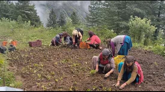 JICA ਜੰਗਲਾਤ ਪ੍ਰੋਜੈਕਟ ਖ਼ਤਰੇ ਵਿੱਚ ਪੈ ਰਹੇ ਔਸ਼ਧੀ ਪੌਦਿਆਂ ਨੂੰ ਮੁੜ ਸੁਰਜੀਤ ਕਰਦਾ ਹੈ