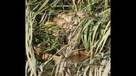 Wildbuzz | ਸੁੰਨਸਾਨ ਝਾੜੀਆਂ ਵਿੱਚ ਇੱਕ ਚਮਕ