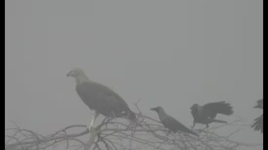 wildbuzz | ਸੁਖਨਾ ਵਿਖੇ ‘ਮਿਸਤਰੀ’ ਦਾ ਕਤਲ