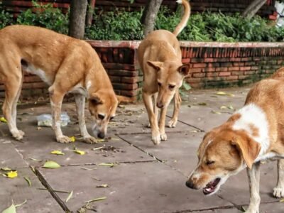 ਆਵਾਰਾ ਕੁੱਤਿਆਂ ਦਾ ਮਾਮਲਾ: SC ਨੇ ਹੁਕਮਾਂ ਵਿਰੁੱਧ ਟਿੱਪਣੀ ਲਈ ਮੇਨਕਾ ਗਾਂਧੀ ਨੂੰ ਫਟਕਾਰ ਲਗਾਈ; ਅਗਲੀ ਸੁਣਵਾਈ 28 ਜਨਵਰੀ ਨੂੰ