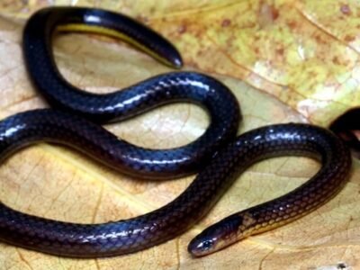 ਇਸ ਰਾਜ ਵਿੱਚ ਸੱਪਾਂ ਦੀ ਨਵੀਂ ਪ੍ਰਜਾਤੀ ਪਾਈ ਗਈ, ਰਾਤ ​​ਦਾ ਸੱਪ ਭੂਮੀਗਤ ਰਹਿੰਦਾ ਹੈ | ਵੇਰਵੇ ਇੱਥੇ