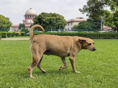 'ਉਨ੍ਹਾਂ ਨੇ ਮੈਨੂੰ ਕਦੇ ਨਹੀਂ ਡੰਗਿਆ': SC 'ਚ ਅਵਾਰਾ ਕੁੱਤਿਆਂ 'ਤੇ ਕਪਿਲ ਸਿੱਬਲ, ਸੁਪਰੀਮ ਕੋਰਟ ਦਾ ਇਹ ਜਵਾਬ