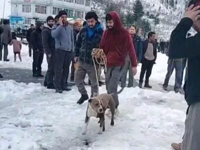 ਚੰਬਾ ਦੇ ਠੰਢੇ ਬਸਤੇ 'ਚ ਵਫ਼ਾਦਾਰ ਕੁੱਤਾ 4 ਦਿਨ ਨੌਜਵਾਨ ਦੀ ਲਾਸ਼ 'ਤੇ ਨਜ਼ਰ ਰੱਖਦਾ ਹੈ।