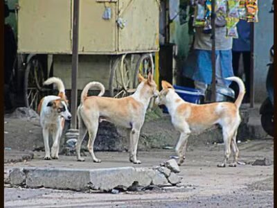 ਜੀਵਨ ਦਾ ਮਸਾਲਾ: ਅਵਾਜ਼ ਰਹਿਤ ਲਈ: ਗਲੀ ਦੇ ਕੁੱਤੇ ਸਿਰਫ਼ ਅਵਾਰਾ ਹੀ ਨਹੀਂ