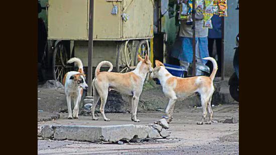 ਜੀਵਨ ਦਾ ਮਸਾਲਾ: ਅਵਾਜ਼ ਰਹਿਤ ਲਈ: ਗਲੀ ਦੇ ਕੁੱਤੇ ਸਿਰਫ਼ ਅਵਾਰਾ ਹੀ ਨਹੀਂ