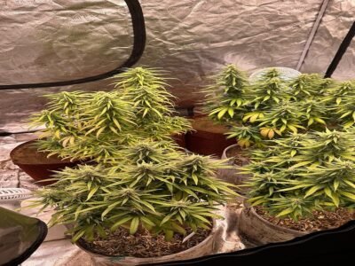 ਤ੍ਰਿਪੁਰਾ: ਸੁਰੱਖਿਆ ਬਲਾਂ ਨੇ ਨਸ਼ੀਲੇ ਪਦਾਰਥਾਂ ਵਿਰੁੱਧ ਵੱਡੇ ਪੱਧਰ 'ਤੇ ਕਾਰਵਾਈ ਕਰਦਿਆਂ 27 ਕਰੋੜ ਰੁਪਏ ਦੇ ਗਾਂਜੇ ਦੇ ਬਾਗਾਂ ਨੂੰ ਢਾਹਿਆ।