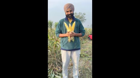 ਪੰਜਾਬ ਵਿੱਚ ਫਰਵਰੀ ਵਿੱਚ ਹਾਈਬ੍ਰਿਡ ਮੱਕੀ ਦੇ ਬੀਜ ਉਤਪਾਦਨ ਲਈ ਟਰਾਇਲ