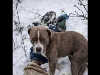 ਭਰਮੌਰ ਦੁਖਾਂਤ: ਠੰਢੇ ਉਜਾੜ 'ਚ ਵਫ਼ਾਦਾਰ ਕੁੱਤੇ ਨੇ 4 ਦਿਨ ਨੌਜਵਾਨ ਦੀ ਲਾਸ਼ 'ਤੇ ਰੱਖਿਆ