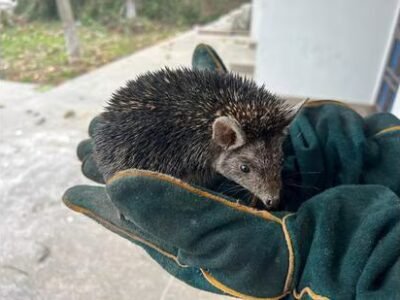 ਭਾਰਤ ਲਈ ਨਵਾਂ: ਡੀਐਨਏ ਵਿਸ਼ਲੇਸ਼ਣ ਜੰਮੂ-ਕਸ਼ਮੀਰ ਵਿੱਚ ਹੇਜਹੌਗ ਦੀਆਂ ਨਵੀਆਂ ਕਿਸਮਾਂ ਦਾ ਖੁਲਾਸਾ ਕਰਦਾ ਹੈ