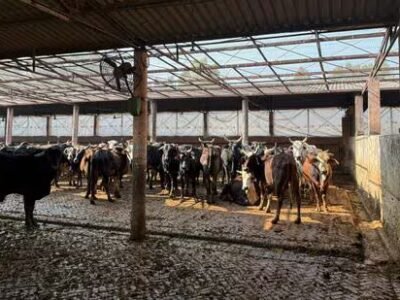 ਮੋਹਾਲੀ ਦੇ 2 ਸਰਕਾਰੀ ਗਊ-ਸ਼ਾਲਾਵਾਂ ਬਹੁਤ ਹੀ ਨਾਕਾਫੀ ਹਨ