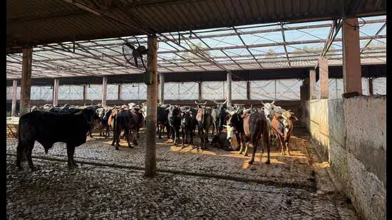 ਮੋਹਾਲੀ ਦੇ 2 ਸਰਕਾਰੀ ਗਊ-ਸ਼ਾਲਾਵਾਂ ਬਹੁਤ ਹੀ ਨਾਕਾਫੀ ਹਨ